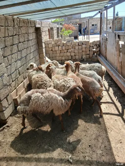 Qoyun — Heyvanlar, Quşlar, Balıqlar, Bakı