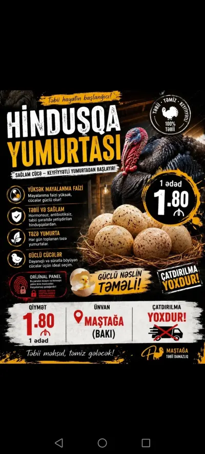 Hinduşka yumurtası — Heyvanlar, Quşlar, Balıqlar, Bakı