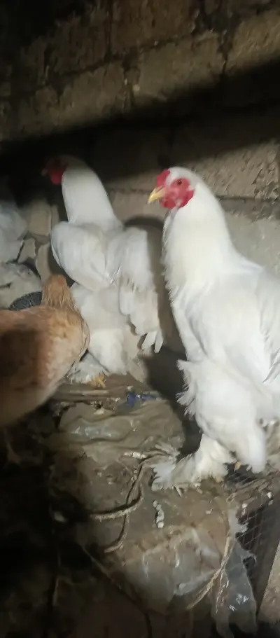 Toyuq — Heyvanlar, Quşlar, Balıqlar, Xaçmaz — şəkil 4