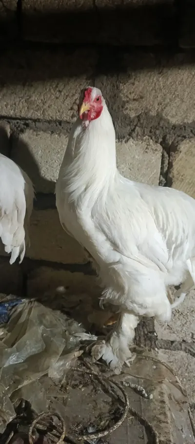 Toyuq — Heyvanlar, Quşlar, Balıqlar, Xaçmaz — şəkil 2