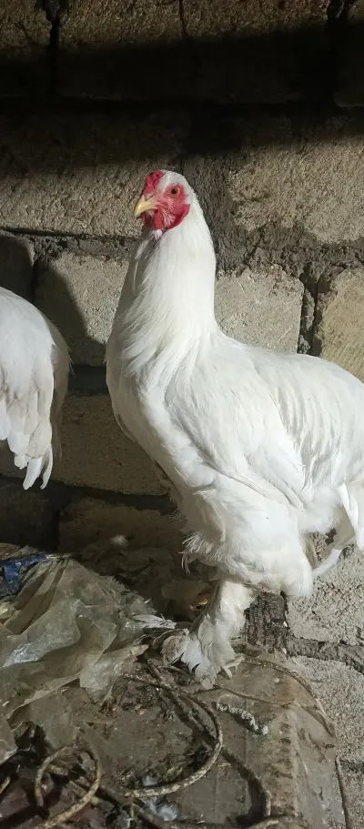 Toyuq — Heyvanlar, Quşlar, Balıqlar, Xaçmaz — şəkil 3