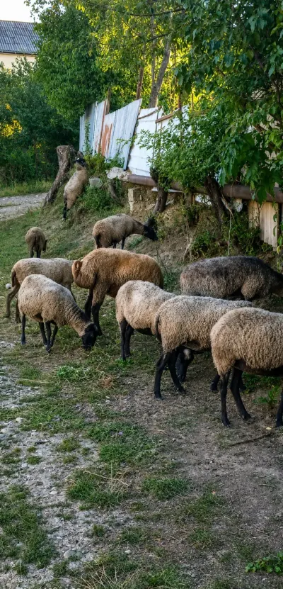 Qoyunlar — Heyvanlar, Quşlar, Balıqlar, Qusar — şəkil 2