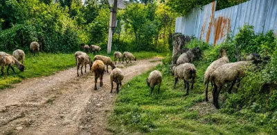 Qoyunlar — Heyvanlar, Quşlar, Balıqlar, Qusar