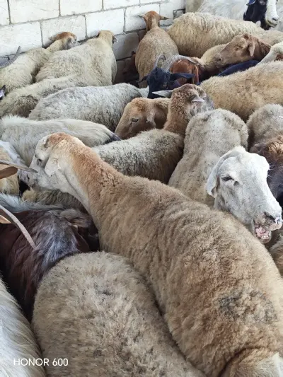 Qoyunlar — Heyvanlar, Quşlar, Balıqlar, Sabirabad — şəkil 2