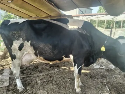 İnəklər — Heyvanlar, Quşlar, Balıqlar, Bakı — şəkil 3
