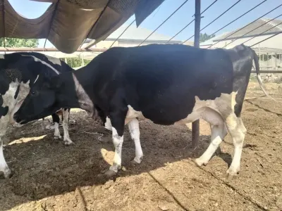 İnəklər — Heyvanlar, Quşlar, Balıqlar, Bakı — şəkil 2