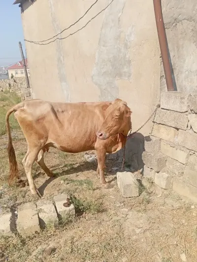 Dana — Heyvanlar, Quşlar, Balıqlar, Xırdalan — şəkil 2