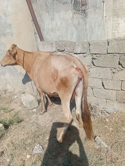 Dana — Heyvanlar, Quşlar, Balıqlar, Xırdalan — şəkil 3