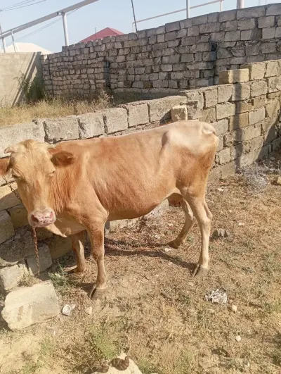 DANA — Heyvanlar, Quşlar, Balıqlar, Xırdalan