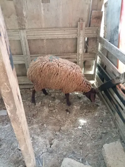 Qoyun — Heyvanlar, Quşlar, Balıqlar, Bakı — şəkil 2