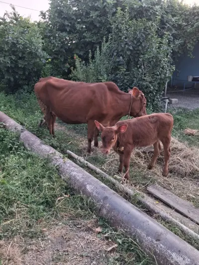 BALALI İNƏK — Heyvanlar, Quşlar, Balıqlar, Xaçmaz