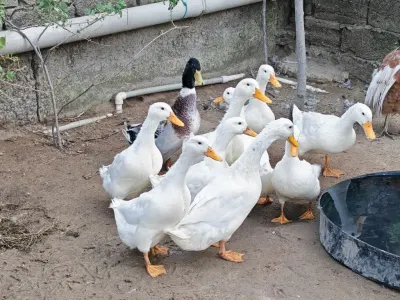 Ördəklər — Heyvanlar, Quşlar, Balıqlar, Bakı — şəkil 2