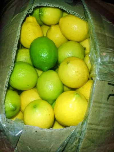 Limon — Meyvə və Giləmeyvə, Bakı