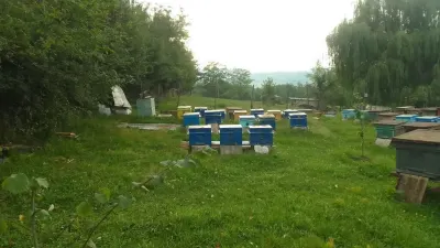 Arı ailəsi — Heyvanlar, Quşlar, Balıqlar, Quba — şəkil 4
