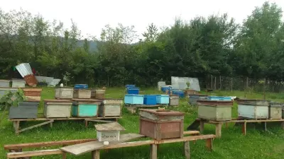 Arı ailəsi — Heyvanlar, Quşlar, Balıqlar, Quba