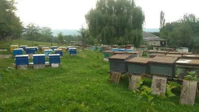 Arı ailəsi — Heyvanlar, Quşlar, Balıqlar, Quba — şəkil 3