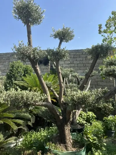Bağban xidməti — Kənd/Təs Xidmətləri, Bakı
