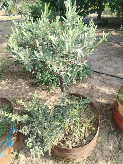 Zeytun tingi — Dənlilər, Otlar Yemlər,  Bitkilər, Bakı — şəkil 2