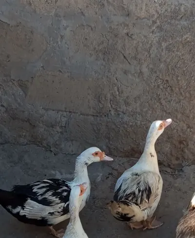 ÖRDƏKLƏR — Heyvanlar, Quşlar, Balıqlar, Bakı