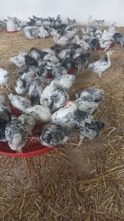 Cücə — Heyvanlar, Quşlar, Balıqlar, Bakı