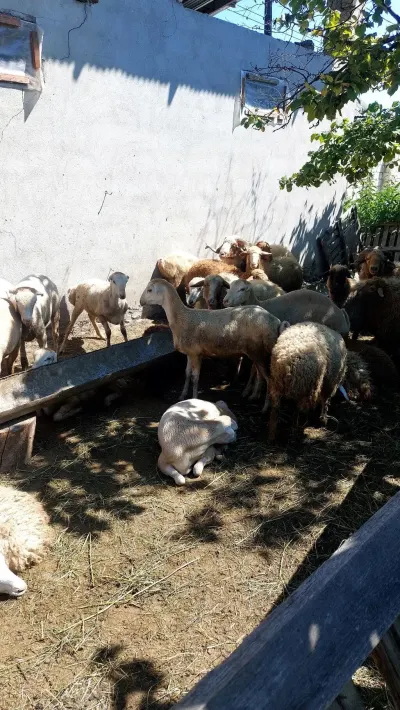 QOYUNLAR — Heyvanlar, Quşlar, Balıqlar, Quba