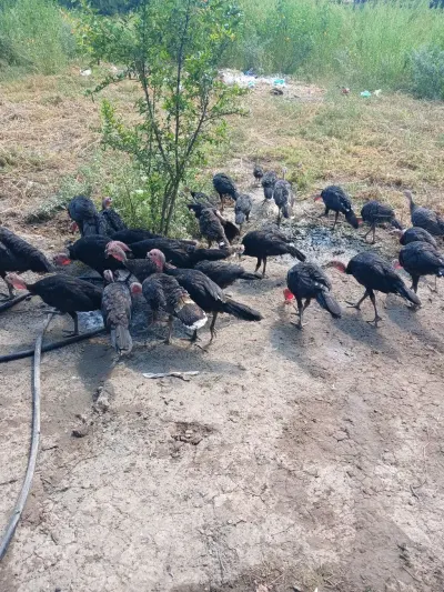 Hinduşkalar — Heyvanlar, Quşlar, Balıqlar, İmişli — şəkil 2