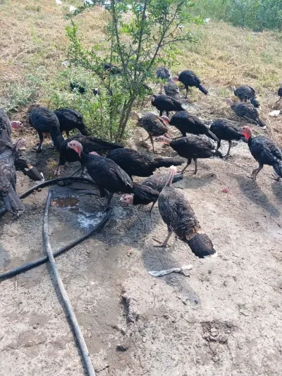 Hinduşkalar — Heyvanlar, Quşlar, Balıqlar, İmişli