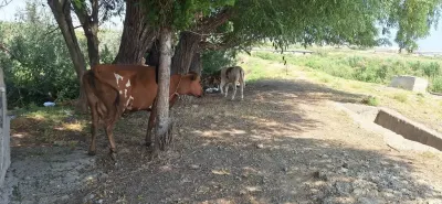 İnəklər — Heyvanlar, Quşlar, Balıqlar, Xırdalan — şəkil 2