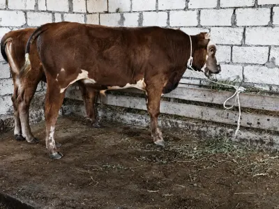DANALAR — Heyvanlar, Quşlar, Balıqlar, Quba