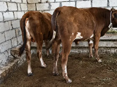 Danalar — Heyvanlar, Quşlar, Balıqlar, Quba — şəkil 2