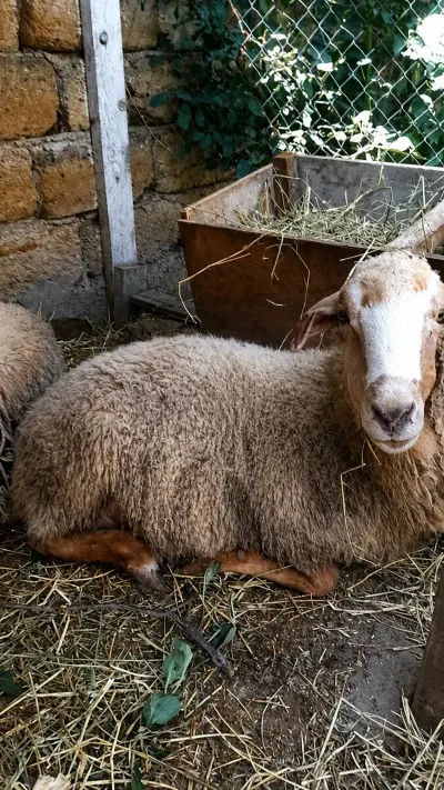 Quzular — Heyvanlar, Quşlar, Balıqlar, Bakı
