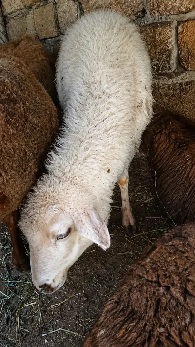Quzular — Heyvanlar, Quşlar, Balıqlar, Bakı — şəkil 2