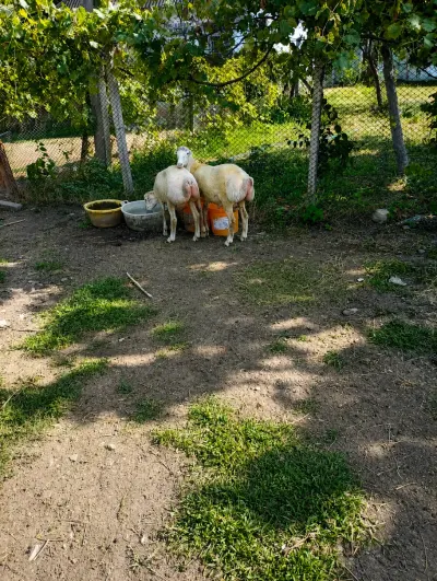 Quzular — Heyvanlar, Quşlar, Balıqlar, Oğuz — şəkil 2