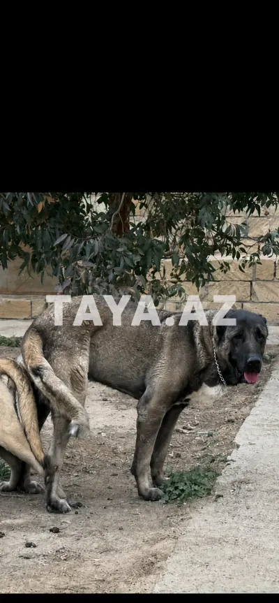 İt — Heyvanlar, Quşlar, Balıqlar, Bakı