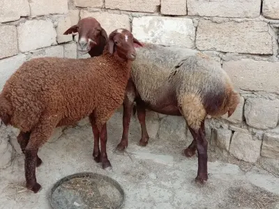Balalı qoyun — Heyvanlar, Quşlar, Balıqlar, Bakı