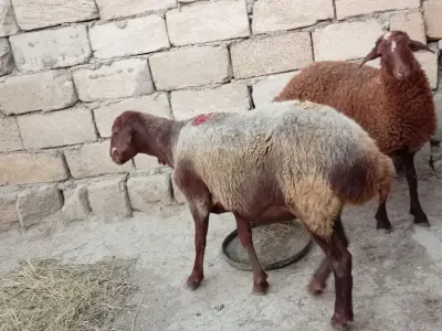 Balalı qoyun — Heyvanlar, Quşlar, Balıqlar, Bakı — şəkil 2