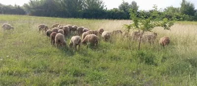 Quzular — Heyvanlar, Quşlar, Balıqlar, Ağsu
