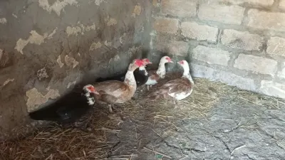 ÖRDƏKLƏR — Heyvanlar, Quşlar, Balıqlar, Bakı