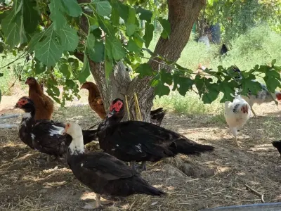 Toyuqlar — Heyvanlar, Quşlar, Balıqlar, Bakı — şəkil 3
