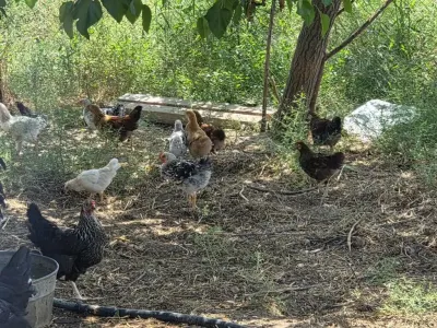 TOYUQLAR — Heyvanlar, Quşlar, Balıqlar, Bakı