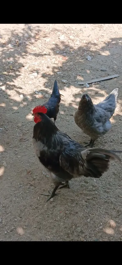 XORUZ — Heyvanlar, Quşlar, Balıqlar, Bakı