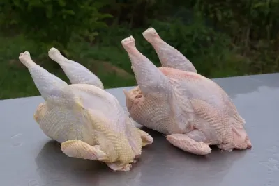 Toyuq — Heyvanlar, Quşlar, Balıqlar, Göyçay — şəkil 2