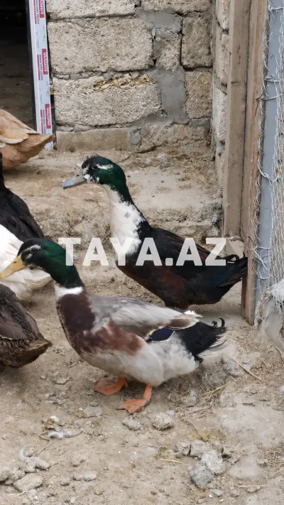 Ördək — Heyvanlar, Quşlar, Balıqlar, Bakı