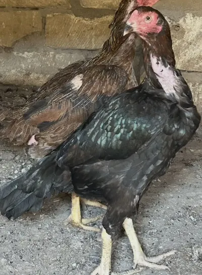 TOYUQLAR — Heyvanlar, Quşlar, Balıqlar, Bakı