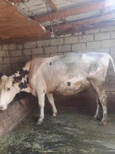 İnək — Heyvanlar, Quşlar, Balıqlar, Bakı — şəkil 2
