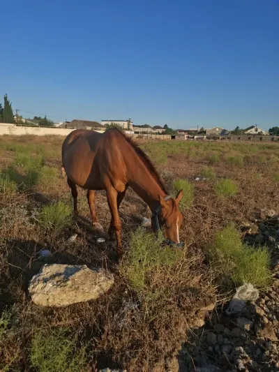 AT — Heyvanlar, Quşlar, Balıqlar, Bakı