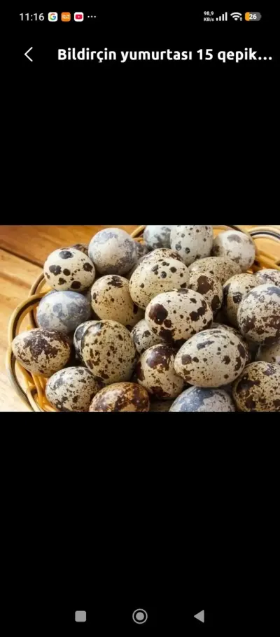 BiLDİRÇİN YUMURTASI — Heyvanlar, Quşlar, Balıqlar, Gəncə