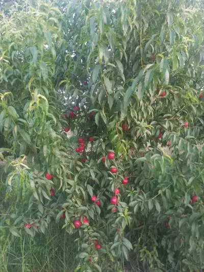 Meyvə bağı — Kənd Təsərrüfatı Əmlakı, Xaçmaz — şəkil 3