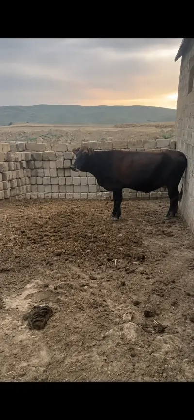 İnək — Heyvanlar, Quşlar, Balıqlar, Bakı
