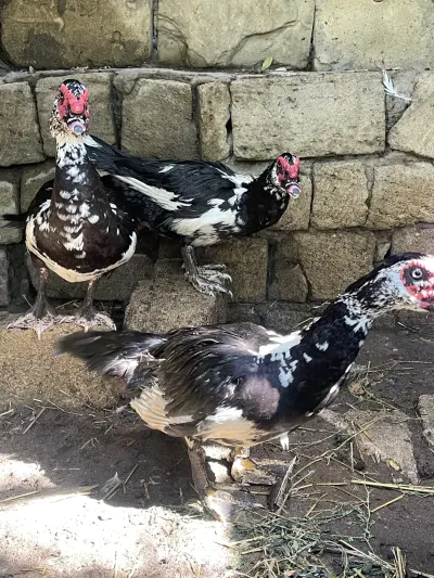 ÖRDƏK — Heyvanlar, Quşlar, Balıqlar, Bakı